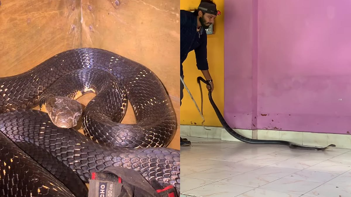 കിടപ്പുമുറിയില്‍ പെട്ടിക്കുളളില്‍ മറഞ്ഞിരുന്ന് കൂറ്റന്‍ രാജവെമ്പാല; ഭയന്ന് വീട്ടുകാര്‍, ഒടുവില്‍- വിഡിയോ 